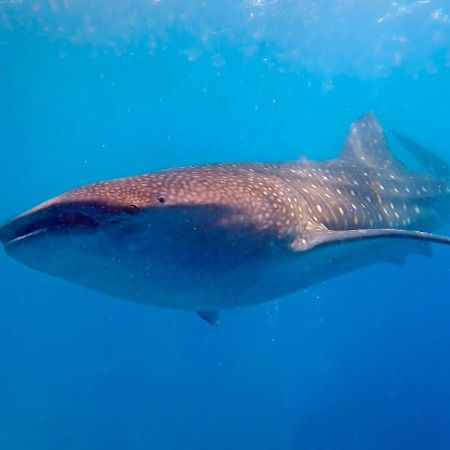 Magic Oceans Dive Resort Anda  Bagian luar foto
