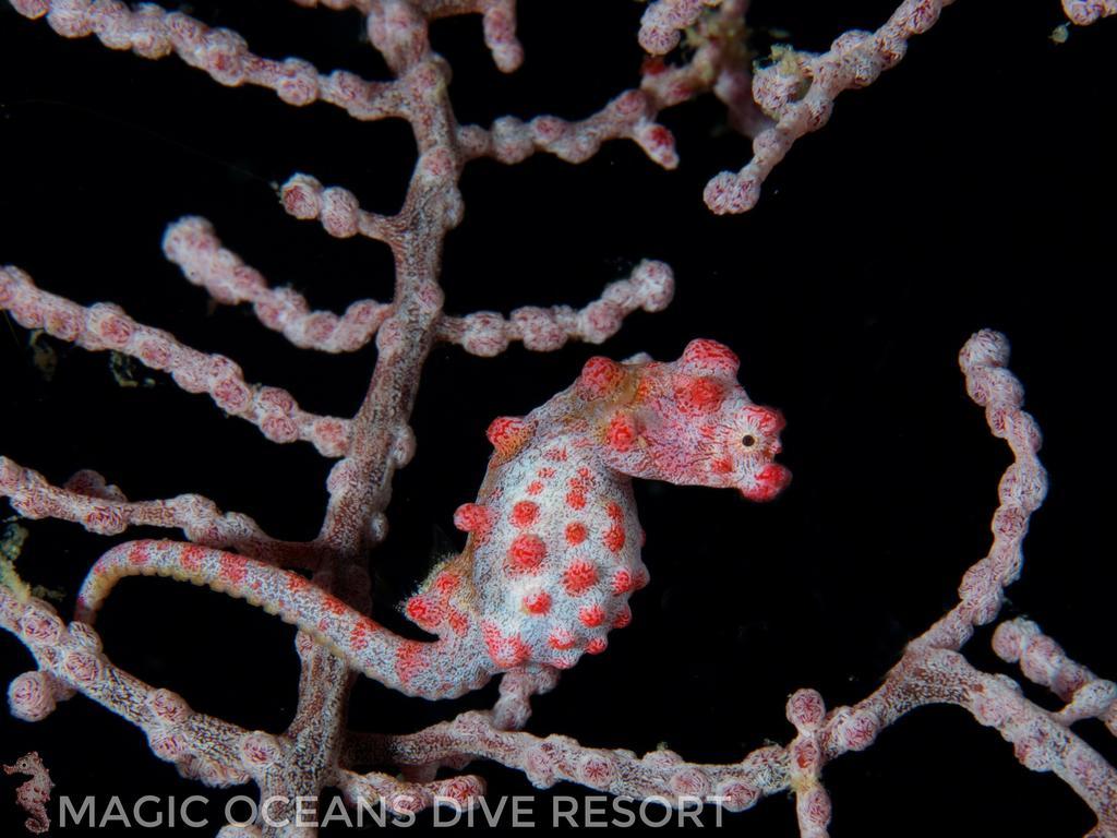 Magic Oceans Dive Resort Anda  Bagian luar foto